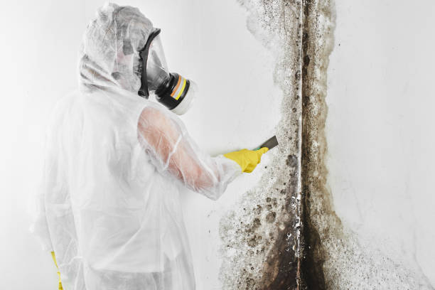 Best Office Mold Removal Services  in Girard, PA