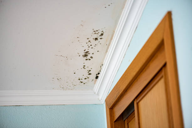 Crawl Space Mold Removal in Girard, PA