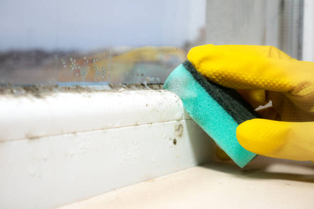 Best Commercial Mold Removal  in Girard, PA