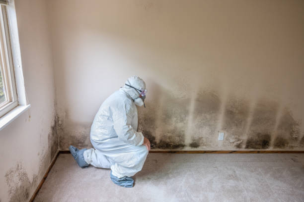 Best Emergency Mold Removal  in Girard, PA
