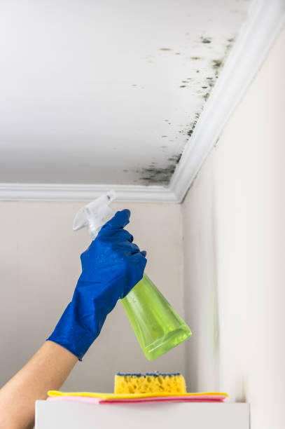 Home Mold Removal in Girard, PA