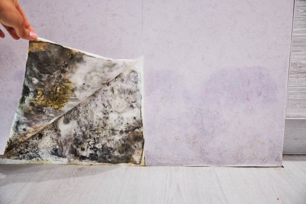 Best Mold Testing  in Girard, PA